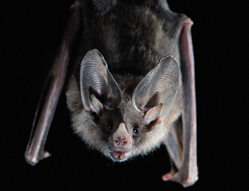 Sobre murciélagos e insectos