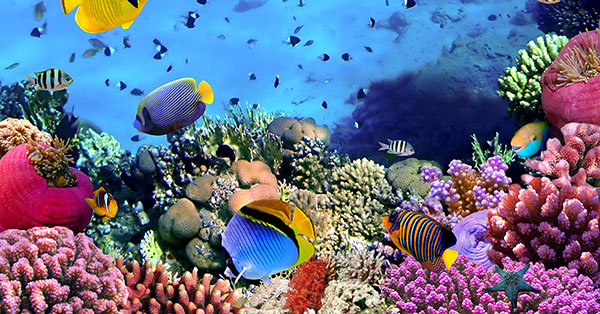Los peces: animales increíbles creados por Dios - Historia de la Vida