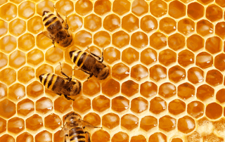 La importancia de la miel